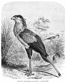 Animals Hunting Gallery: Secretary bird engraving 1892