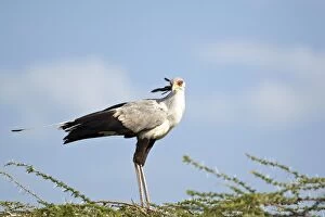 Secretary Bird -Sagittarius serpentarius-, Serengeti, Tanzania, Africa
