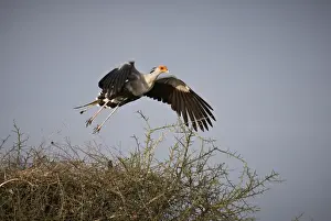 Secretarybird, Sagittarius serpentarius