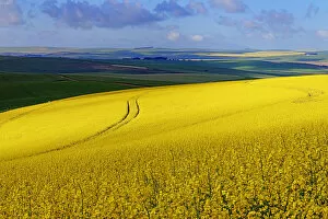 A section of a farm with sunlit canola and wheat fields with the tracks of a harvester running through the canola field