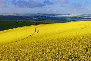 A section of a farm with sunlit canola and wheat fields with the tracks of a harvester running through the canola field, Swellendam, Western Cape South Africa