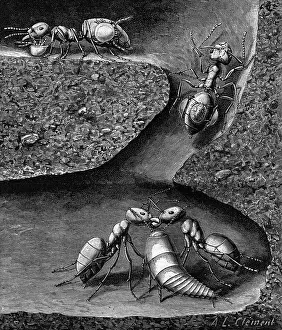 Nest Prints: Section Of Formicary With Inhabitants