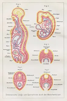Longitude Prints: Sections human body anatomy engraving 1857
