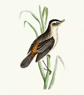 Songbird Gallery: Sedge warbler
