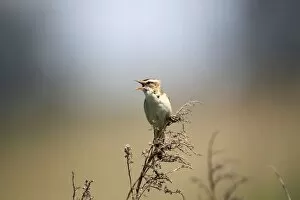 Sedge Warbler -Acrocephalus schoenobaenus-, singing, Burgenland, Austria, Europe