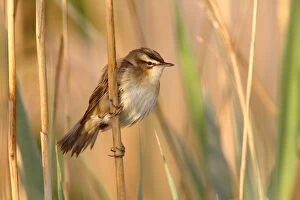 Images Dated 5th May 2012: Sedge Warbler -Acrocephalus schoenobaenus-, perched on a reed, Illmitz, Lake Neusiedl, Burgenland