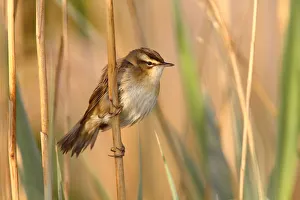 Songbird Gallery: Sedge Warbler -Acrocephalus schoenobaenus-, perched on a reed, Illmitz, Lake Neusiedl, Burgenland