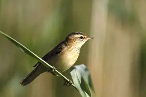 Sedge Warbler (Acrocephalus schoenobaenus) sitting on a reed stem