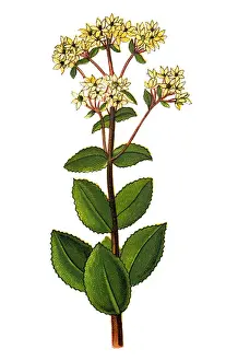 Sedum telephium (orpine)