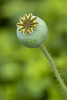 Images Dated 9th June 2012: Seed pod of an Opium Poppy -Papaver somniferum-, Geneva, Genf, Switzerland
