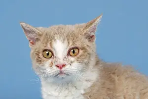 Selkirk Rex kitten, 10 weeks, color Lilac Mackerel Tabby White