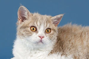 Images Dated 7th September 2014: Selkirk Rex kitten, 10 weeks, colour lilac mackerel tabby white