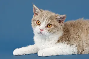Selkirk Rex kitten, 10 weeks, colour lilac mackerel tabby white