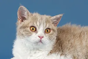 Selkirk Rex kitten, 10 weeks, colour lilac mackerel tabby white