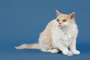Soft Collection: Selkirk Rex, longhair variety, purebred cat, 1. 5 years, colour fawn tortie white