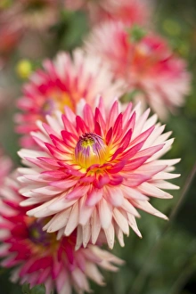 Images Dated 10th September 2014: Semi-cactus Dahlia Uckermark -Dahlia-, Germany
