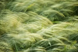 Images Dated 2nd July 2012: Semi-mature barley field -Hordeum vulgare-, Baden-Wuerttemberg, Germany, Europe