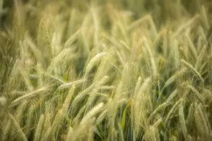 Blurred Gallery: Semi-mature barley field -Hordeum vulgare-, Baden-Wuerttemberg, Germany, Europe