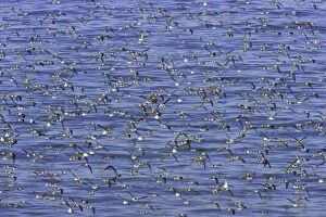 Images Dated 12th July 2006: Semipalmated sandpipers (Calidris pusilla) during autumn migration