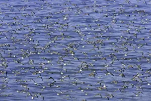 Semipalmated sandpipers (Calidris pusilla) during autumn migration