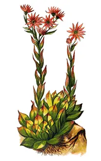 Sempervivum tectorum (common houseleek)