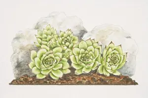Succulent Plant Prints: Sempervivum tectorum, Common Houseleek rosettes growing between rocks