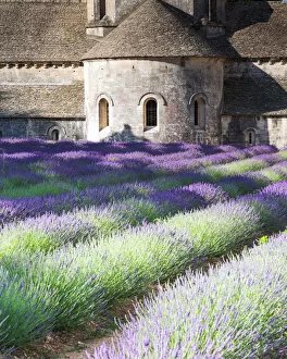 Provence Alpes Cote Dazur Gallery: Senanque abbey and its lavender field, Provence