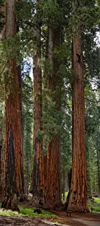 Giant Prints: The Senate, a group of gigantic giant sequoia trees -Sequoiadendron giganteum