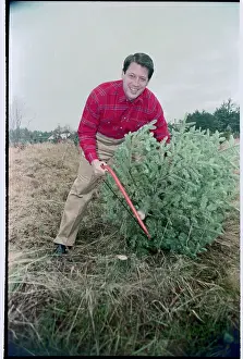 Milford Prints: Senator Albert Gore Jr. Gathering Christmas Tree from Farm