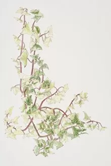 Daisy Family Gallery: Senecio macroglossus Variegatus, Cape Ivy or Natal Ivy or Wax Vine