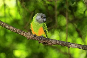 Images Dated 21st December 2013: Senegal Parrot -Poicephalus senegalus-, adult, tree, captive