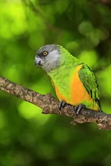 Images Dated 21st December 2013: Senegal Parrot -Poicephalus senegalus-, adult, tree, captive