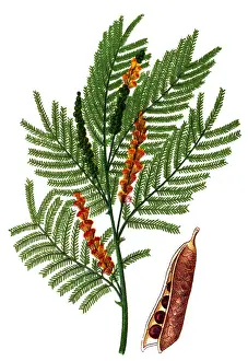 Senegalia catechu (kher, catechu, cachou, cutchtree, black cutch, and black catechu)