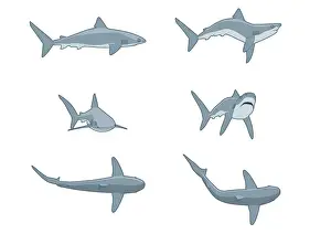 Rolling Prints: Sequence of digital illustrations showing threat postures of Grey Reef Shark (Carcharhinus amblyrhynchos)
