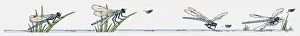 Images Dated 20th November 2009: Sequence of illustration of Dragonfly hunting insect