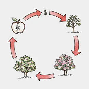 Sequences Collection: Sequence of illustration showing life cycle of apple tree