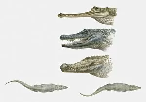 Sequence of illustrations of American Crocodile, Caiman, and Gharial heads, and two crocodiles swimming