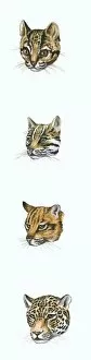 Sequence of illustrations of Clouded leopard, Ocelot, Tiger and Jaguar heads