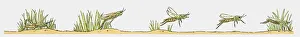 Images Dated 20th November 2009: Sequence of illustrations of grasshopper on the move