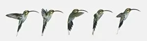 Five Animals Gallery: Sequence of illustrations of hovering Long-billed Hermit (Phaethornis longirostris) hummingbird