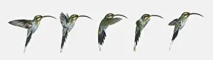 Five Animals Prints: Sequence of illustrations of hovering Long-billed Hermit (Phaethornis longirostris) hummingbird