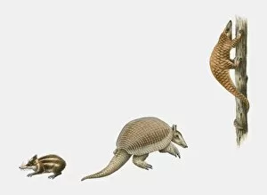 Sequence of illustrations of Lowland Streaked Tenrec (Hemicentetes semispinosus), Giant Armadillo (Priodontes maximus)