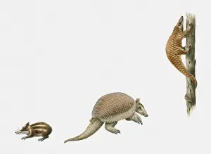 Sequence Prints: Sequence of illustrations of Lowland Streaked Tenrec (Hemicentetes semispinosus)
