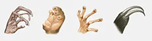 Four Animals Prints: Sequence of illustrations of nocturnal animals hands that are good for gripping