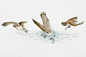 Food Chain Collection: Sequence of illustrations of Osprey (Pandion haliaetus) plunging feet first into water