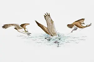 Splashing Prints: Sequence of illustrations of Osprey (Pandion haliaetus) plunging feet first into water