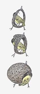Sequences Collection: Sequence of illustrations showing Black-headed Weaver (Ploceus melanocephalus) making nest