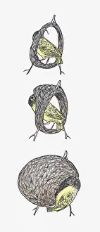 Preparation Prints: Sequence of illustrations showing Black-headed Weaver (Ploceus melanocephalus) making nest