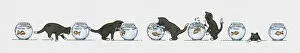 Image Sequence Collection: Sequence of illustrations showing black kitten and goldfish in bowl