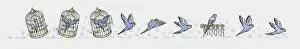 Image Sequence Collection: Sequence of illustrations showing blue budgerigar inside birdcage, flying, and perching